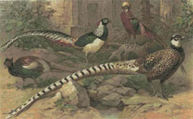 Pheasants Galore
