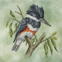 Belted Kingfisher