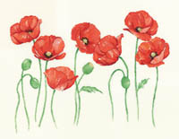Poppies