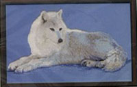 Arctic Wolf