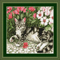 Black Striped Tabby