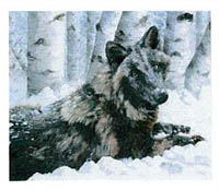 Bella - Black Wolf