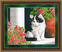 Kitty on Porch