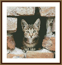Kitten In Wall