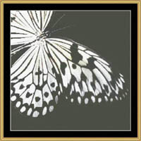 Black & White Butterfly