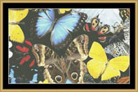 Butterfly Passion