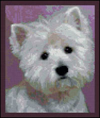 Westie