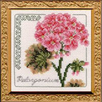 Floral Elegance - Pelargonium Kit
