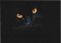 Black Magic