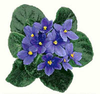 Africian Violets