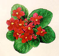 African Violets #2