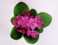 African Violets #3