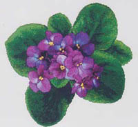 African Violets #4