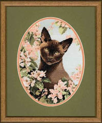 Burmese Cat