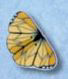 1107 Monarch Butterfly - Just Another Button Co