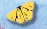 1142 Yellow Butterfly - Just Another Button Co