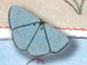 1143 Blue Butterfly - Just Another Button Co