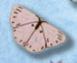 1144 Pink Butterfly - Just Another Button Co