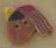 1194 Tiny Mrs. Cardinal - Just Another Button Co