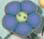 2222 Blue Flower - Just Another Button Co