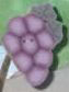 2243 Grapes - Just Another Button Co