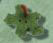 2277 Pumpkin Leaf - Just Another Button Co
