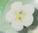 2279 White Flower - Just Another Button Co