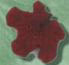 2280 Red Maple Leaf - Just Another Button Co