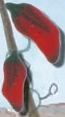 2297 Chili Pepper - Just Another Button Co