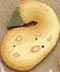 2306 Yellow Squash - Just Another Button Co