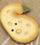 2306 Yellow Squash - Just Another Button Co
