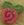 2310 Raspberry Swirly Bud - Just Another Button Co