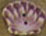 4466 Scallop Shell - Just Another Button Co