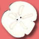 4514 Sand Dollar - Just Another Button Co
