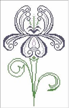 Iris