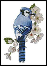 Blue Jay