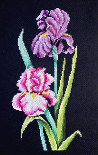 Iris on Black
