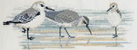 Birds - Waders Kit