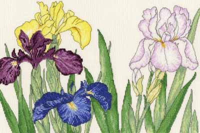 Iris Blooms Kit