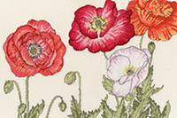 Poppy Blooms Kit