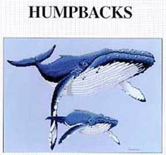 Humpbacks