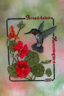 2017 Broad-Tailed Hummingbird
