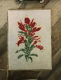 Indian Paintbrush