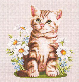 Summer Kitten