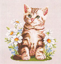 Summer Kitten