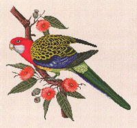 Rosella