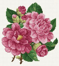 Pink Peonies