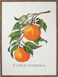 Citrus Sinensis (Oranges) Kit
