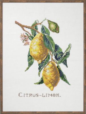 Citrus Limon (Lemons) Kit