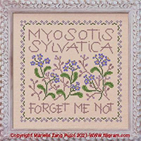 Myosotis Sylvatica